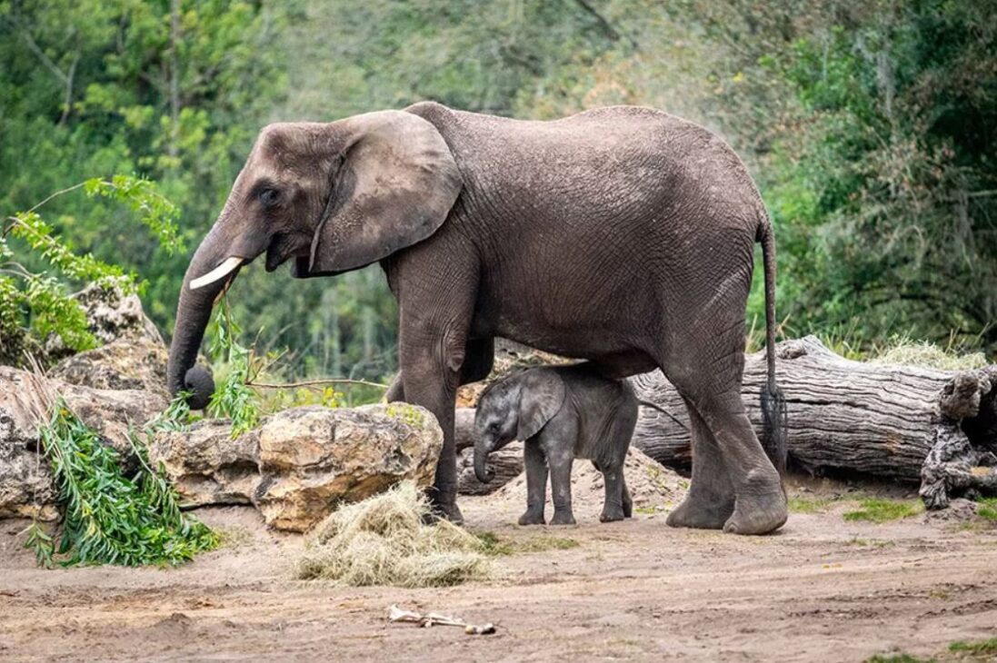 Kilimanjaro Safaris Elephant Corra