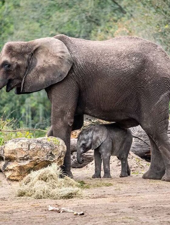 A New Addition Has Been Added to Kilimanjaro Safaris
