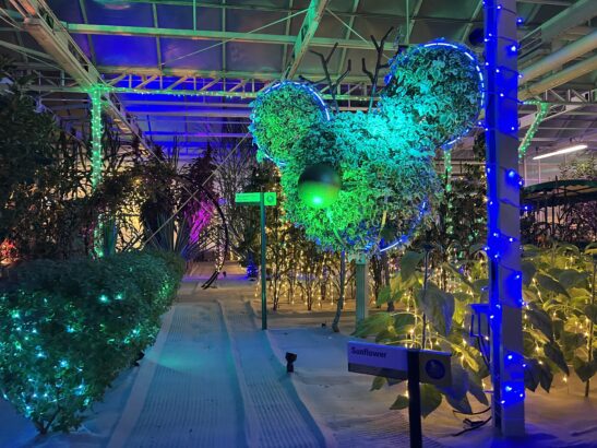 Behind the Seeds: Glimmering Greenhouses Tour to Take Place This Holiday Season at EPCOT