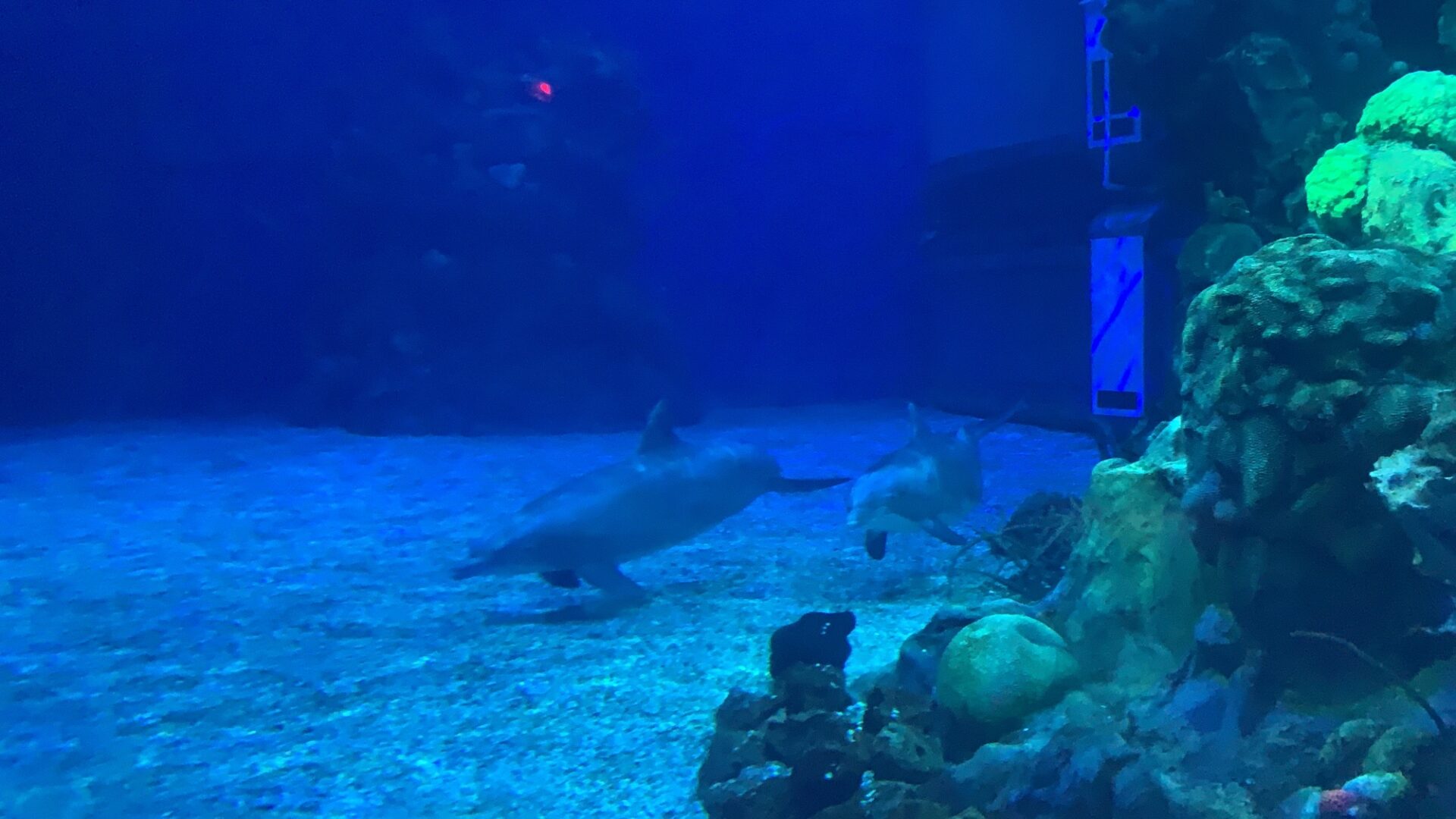EPCOT’s Manatee and Dolphins Will Be Relocated