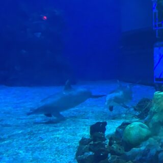 Wicked: The Experience Comes to Universal Orlando Resort