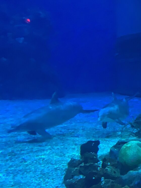 EPCOT’s Manatee and Dolphins Will Be Relocated