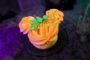 2025 Mickey’s Not-So-Scary Halloween Party Treats