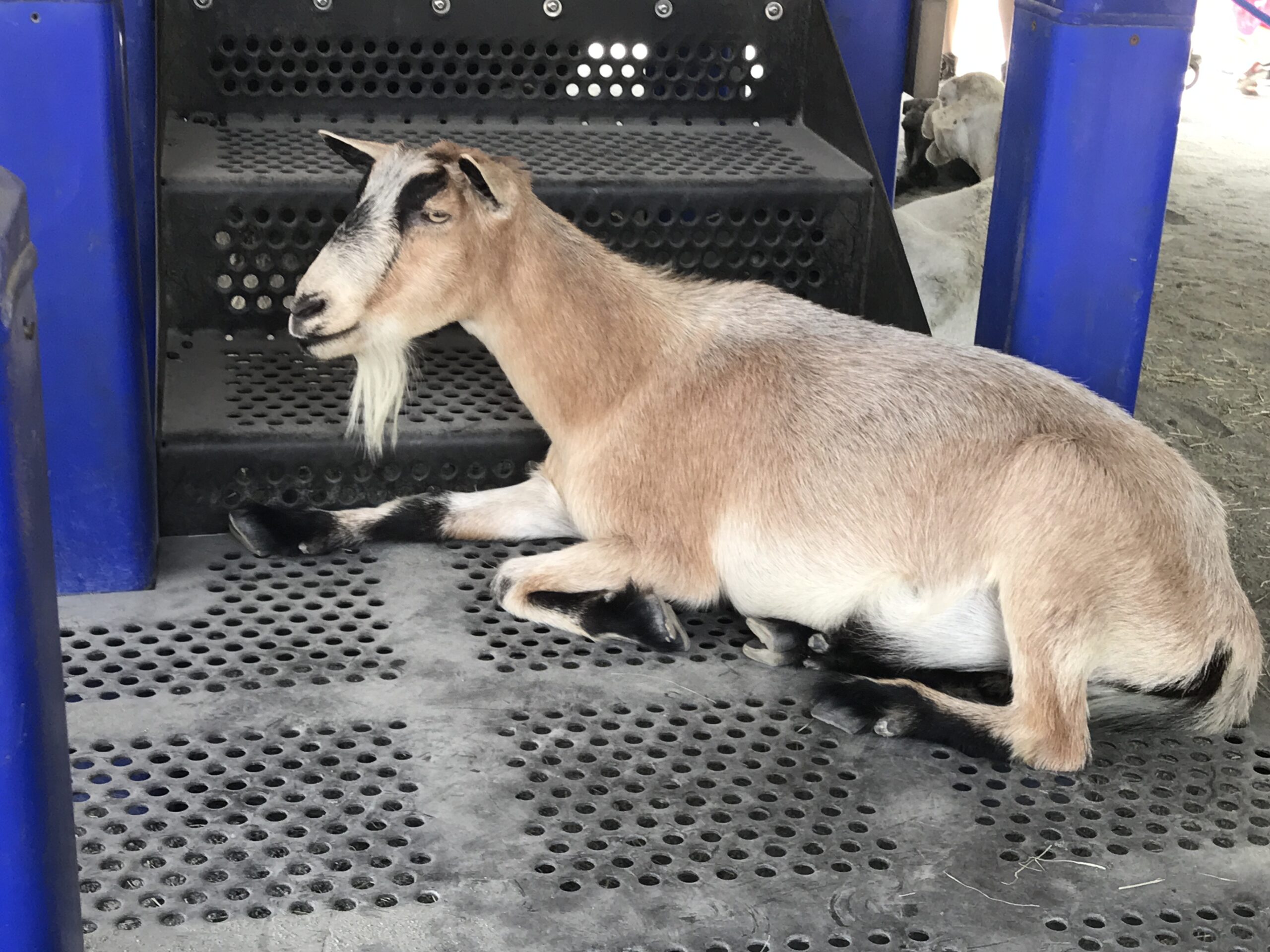 Affection Section at Conservation Station