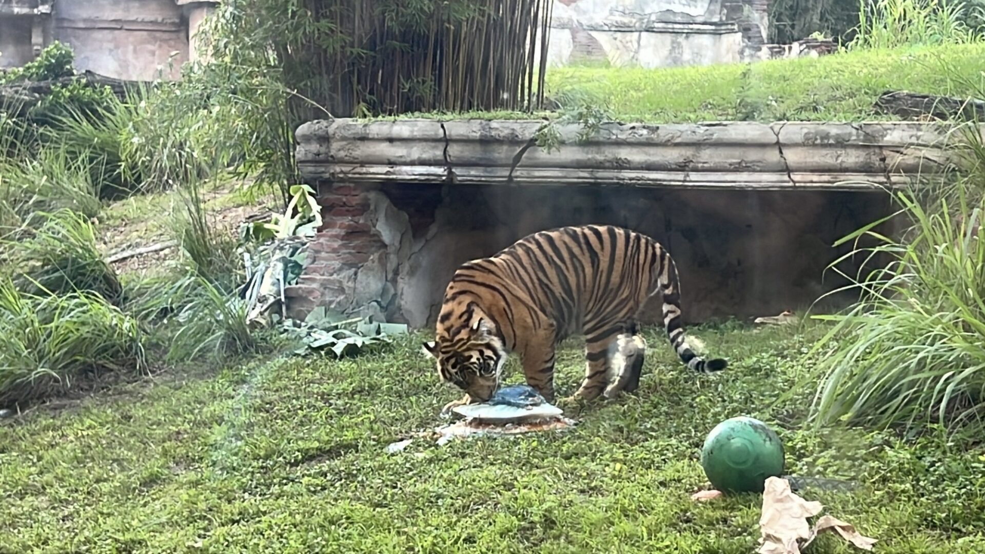 Bakso the Sumatran Tiger Leaving Disney’s Animal Kingdom for New Zoo This Fall