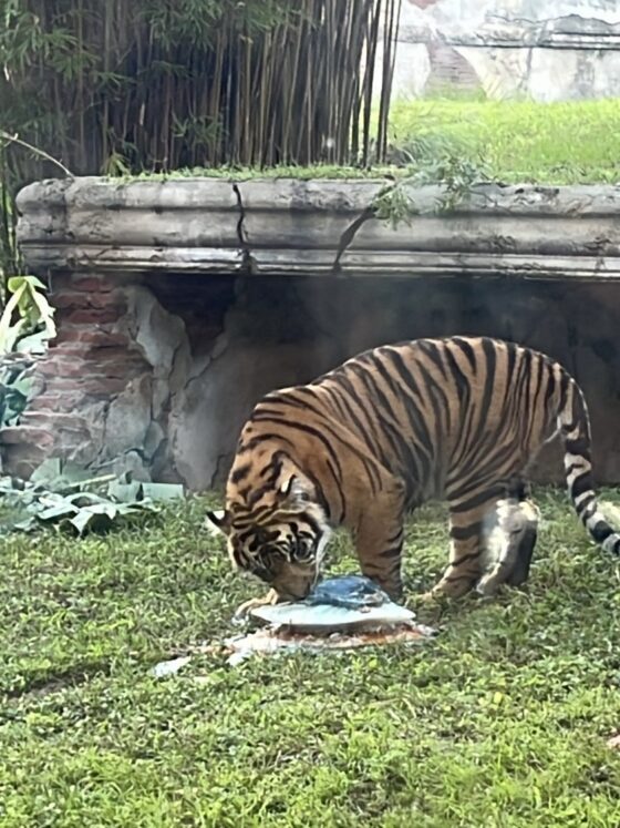 Bakso the Sumatran Tiger Leaving Disney’s Animal Kingdom for New Zoo This Fall